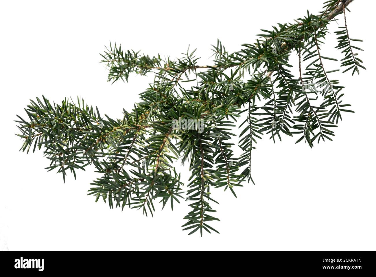 Evergreen tree branch isolato su sfondo bianco Foto Stock