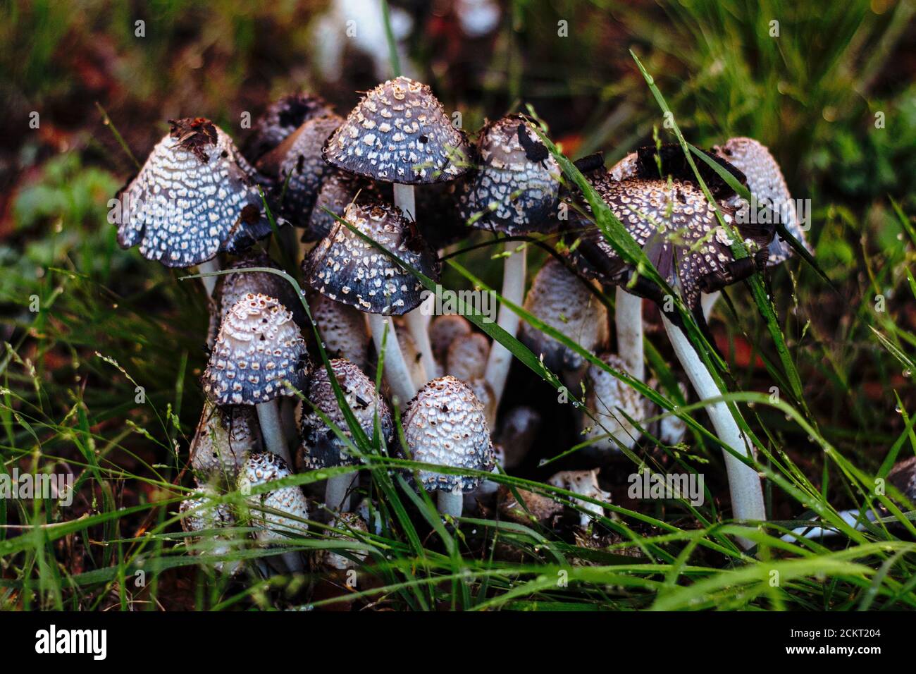 Gruppo di funghi di diverse dimensioni nell'erba Foto Stock