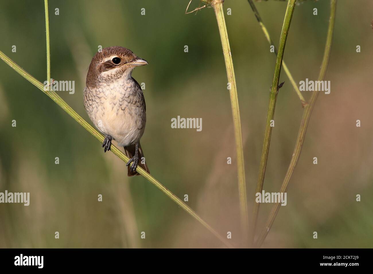Shrike giovanile con supporto rosso Foto Stock