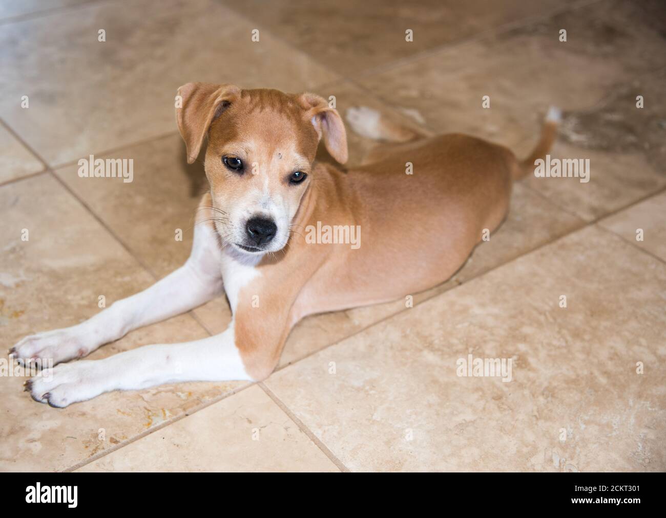 Carino marrone e bianco misto miscela di razza terrier che riposa su pavimento piastrellato Foto Stock