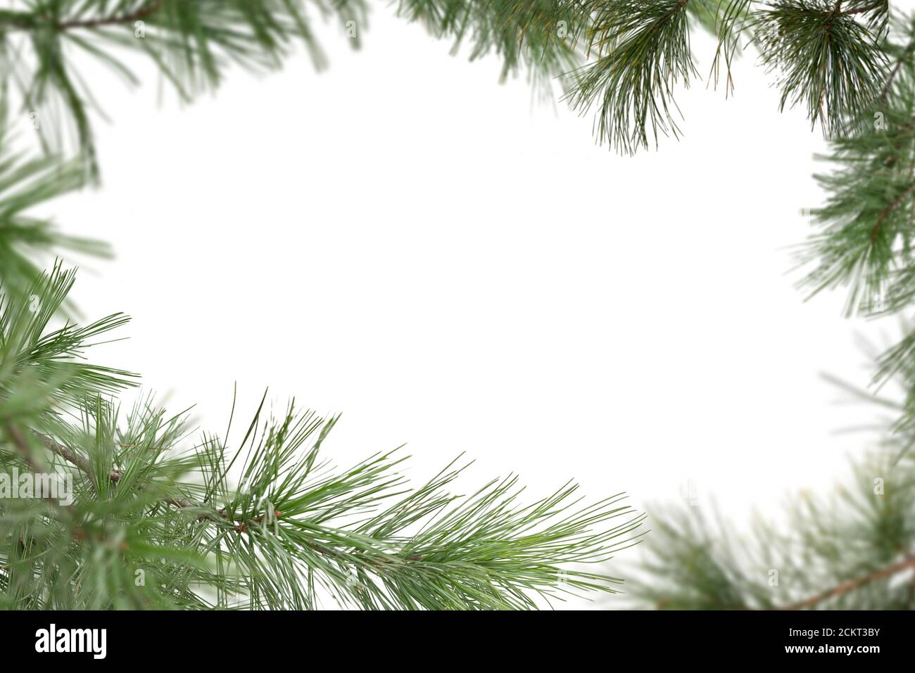 Rami di albero Evergreen isolati su sfondo bianco Foto Stock
