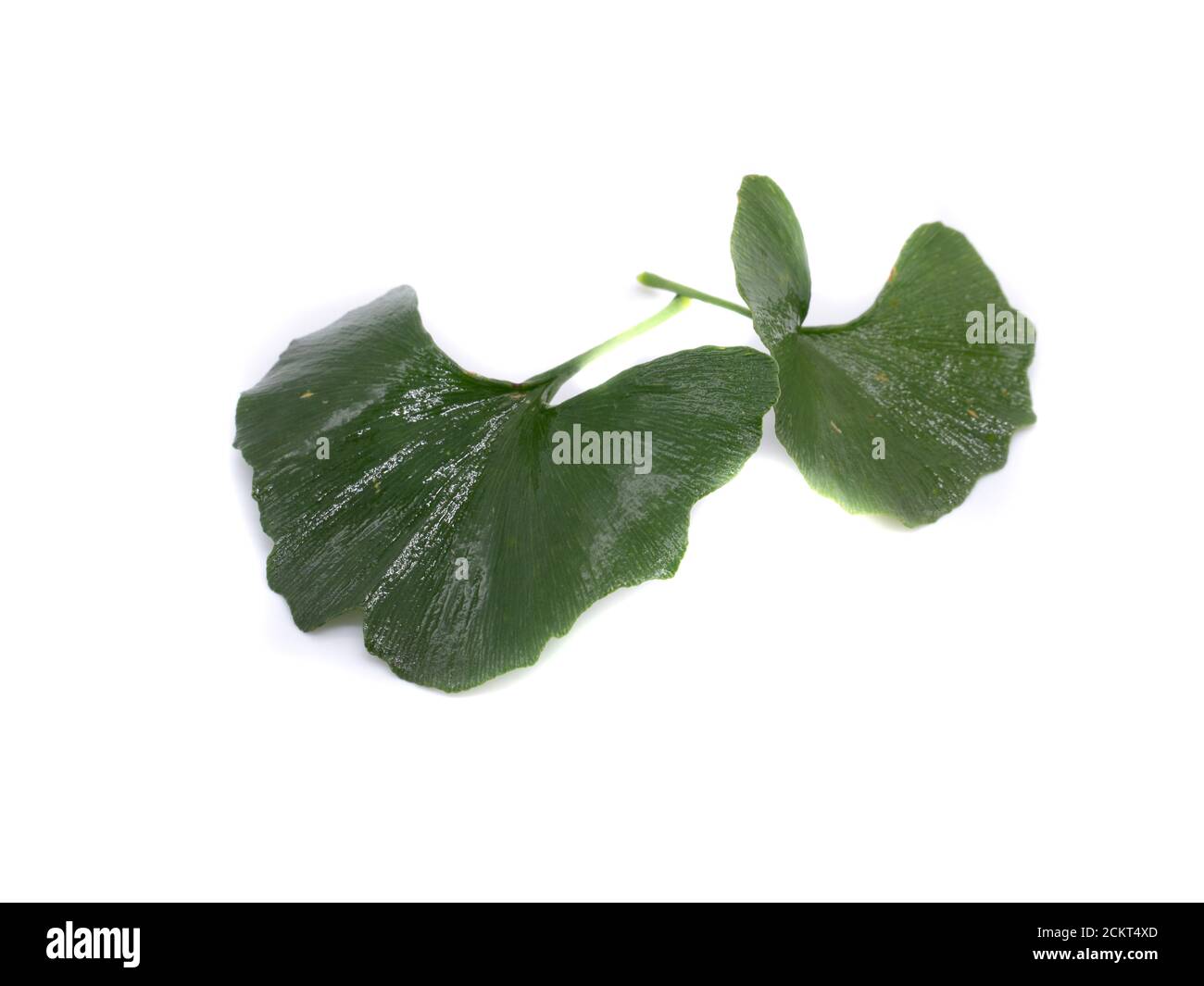 Foglie di Ginkgo isolati su sfondo bianco Foto Stock