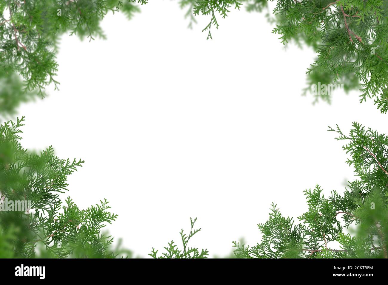 Rami di albero Evergreen isolati su sfondo bianco Foto Stock