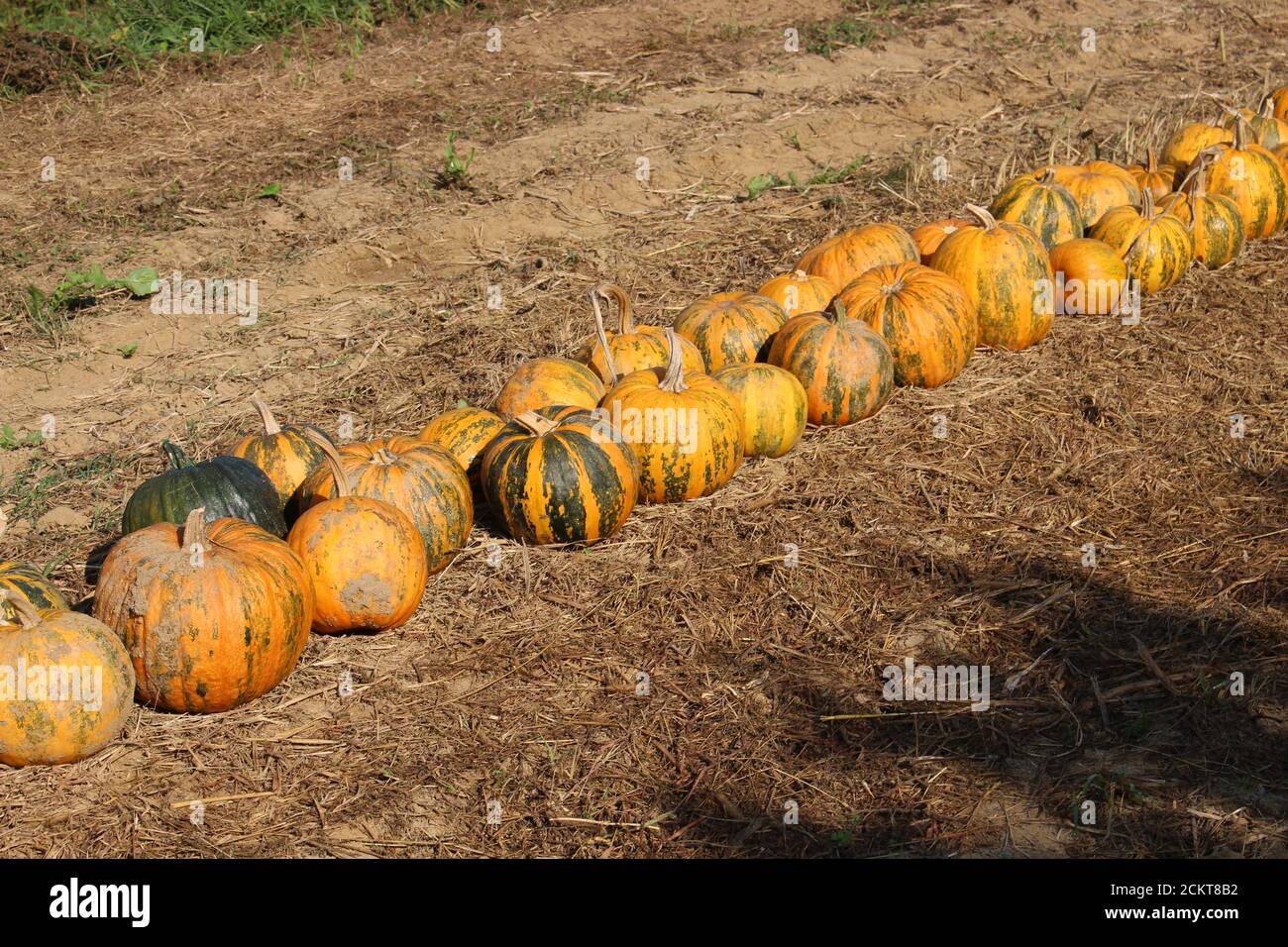 Zucche sul campo (raccolto) Foto Stock