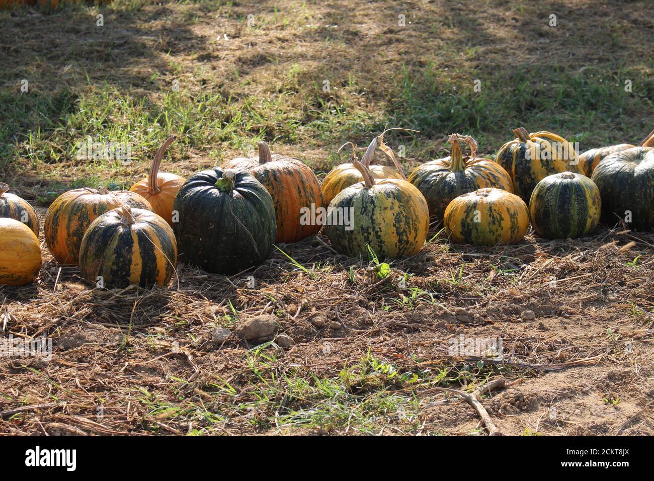 Zucche sul campo (raccolto) Foto Stock