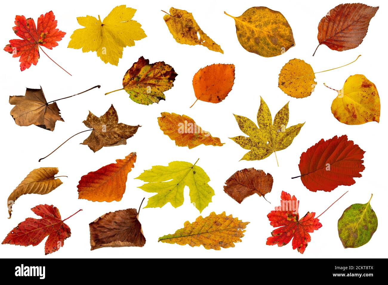 Insieme di belle foglie autunnali isolate su sfondo bianco Foto Stock