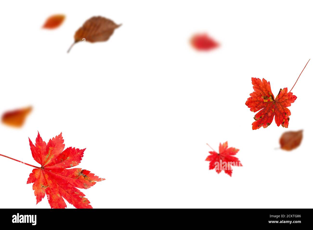 Foglie di autunno brillante che cadono su sfondo bianco Foto Stock