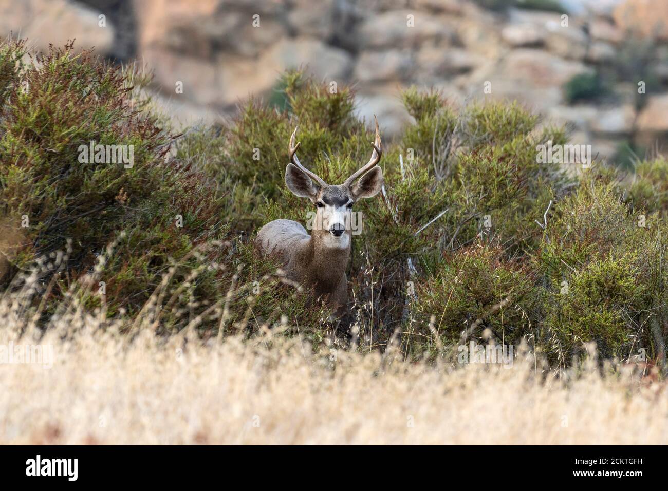 Ascolta il mulo dei cervi al Rocky Peak Park nelle montagne di Santa Susana tra Los Angeles e Simi Valley, California. Foto Stock