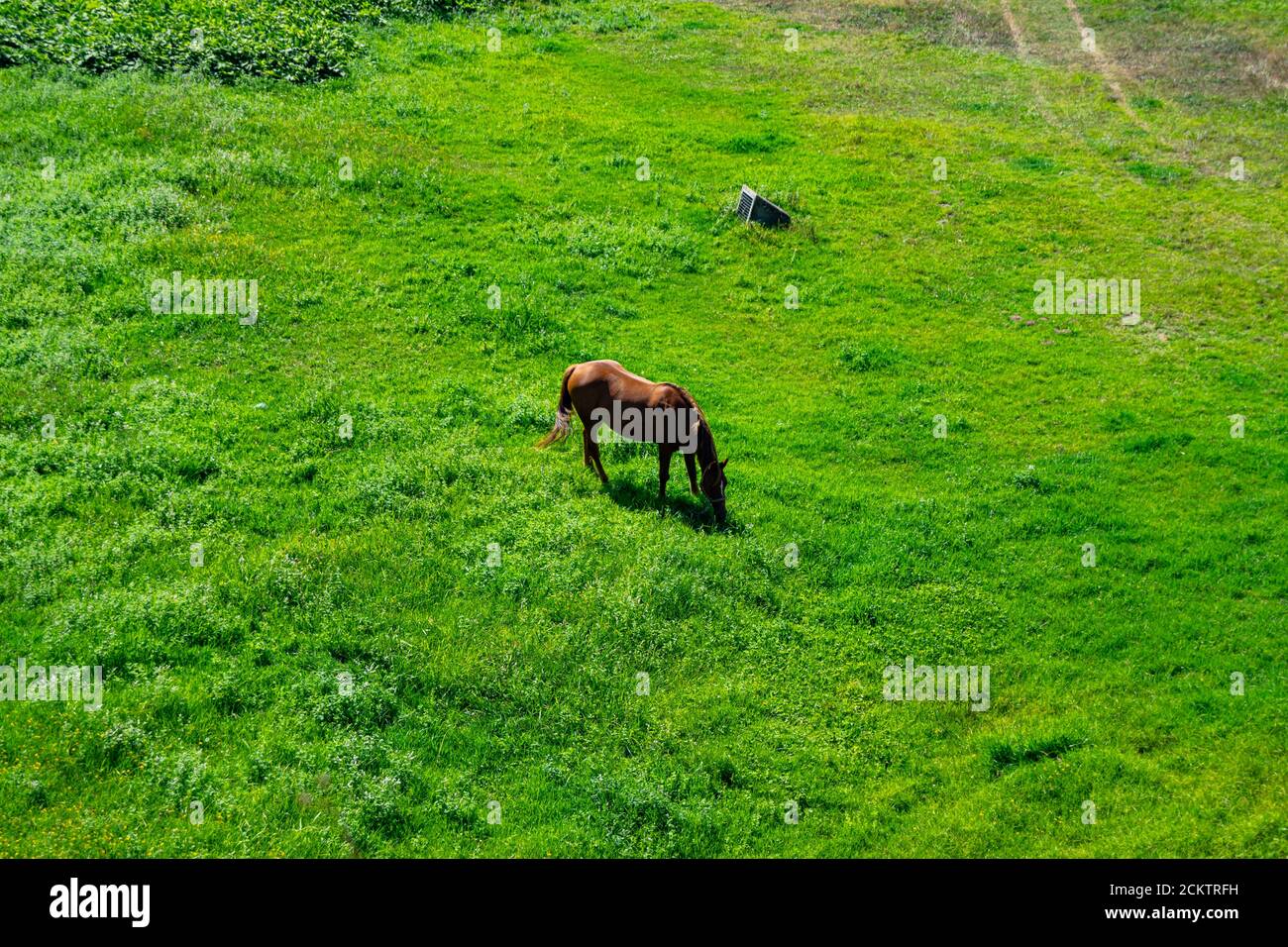 Cavallo singolo in campo verde visto dall'alto Foto Stock