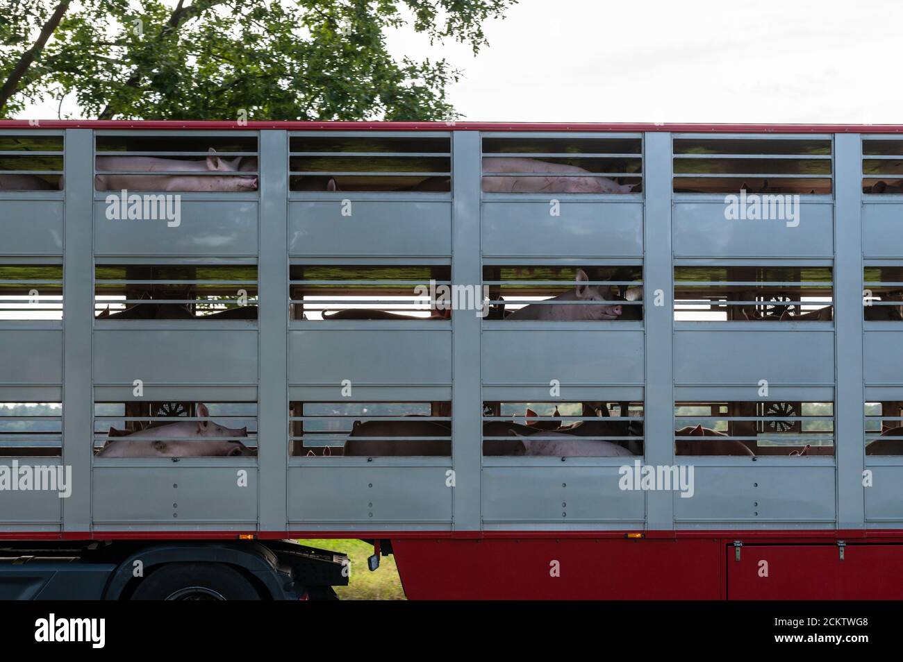 Lesioni chiaramente visibili dei suini dopo il carico Foto Stock