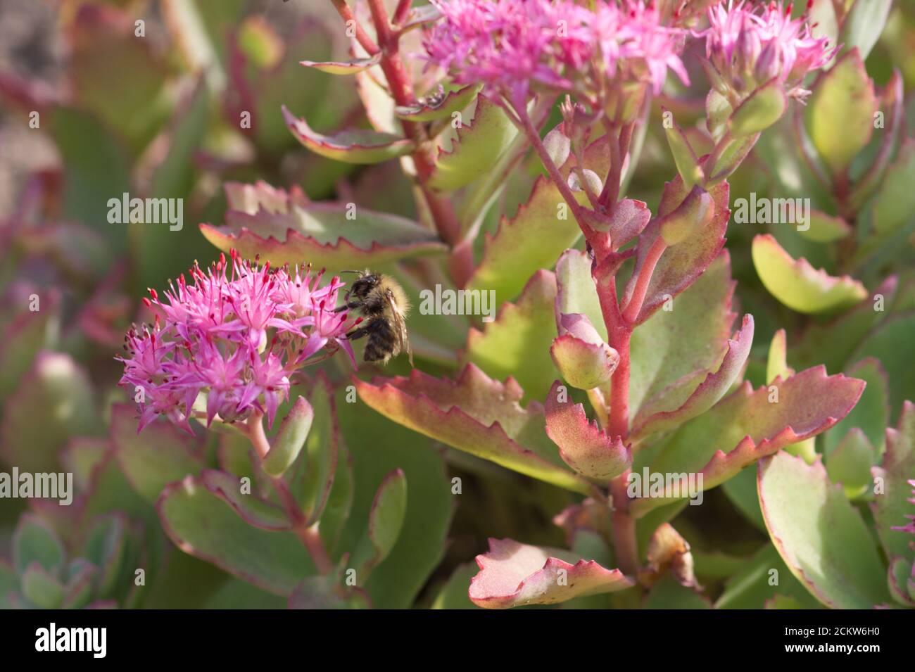 Ape comune di carder sul fiore di Hylotephium spectabile o. stabilimento di sedum Foto Stock