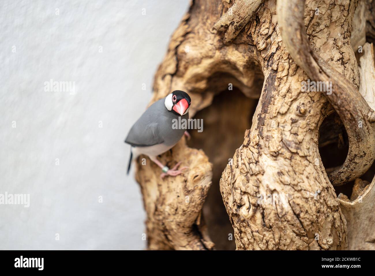 Il passero Java, Lonchura oryzivora, conosciuto anche come Java finch, Java riso passera o Java riso uccello Foto Stock