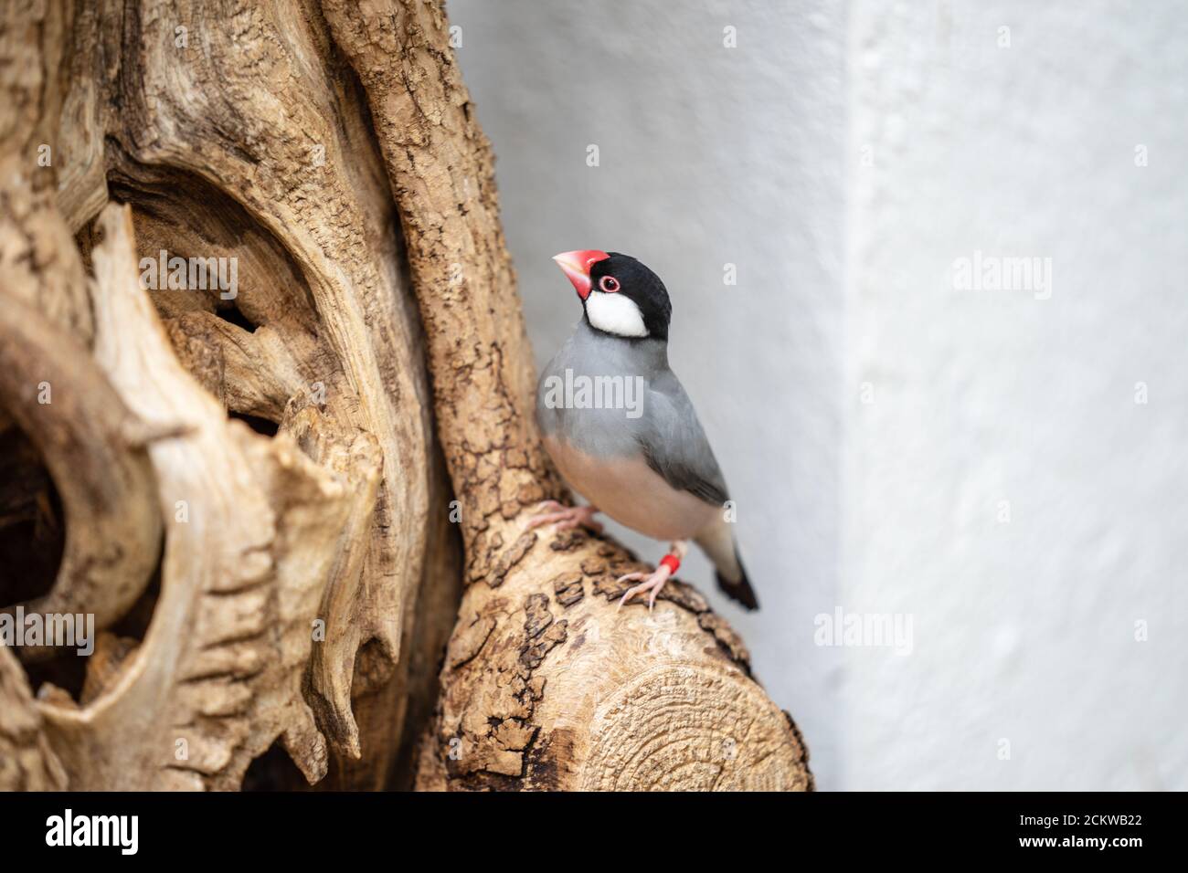 Il passero Java, Lonchura oryzivora, conosciuto anche come Java finch, Java riso passera o Java riso uccello Foto Stock