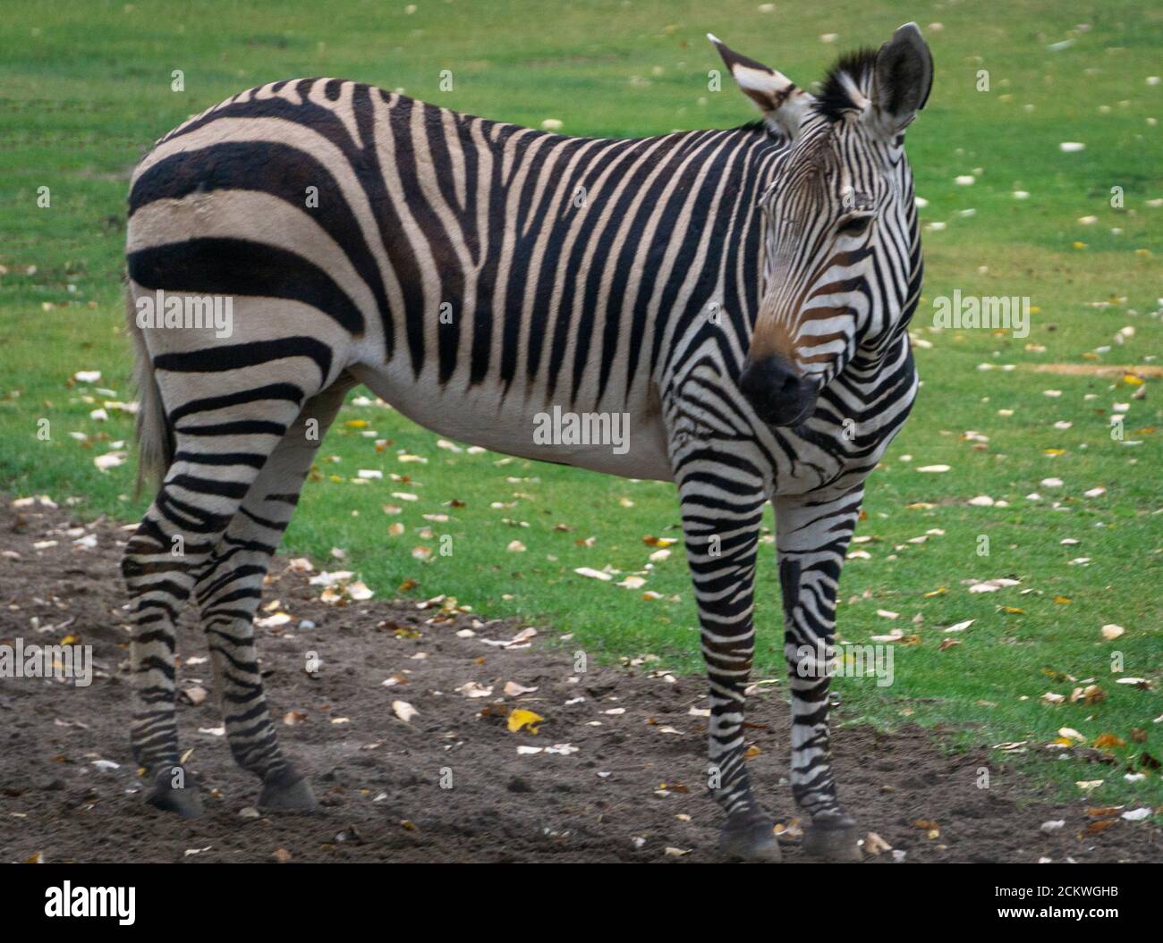 La Hartmann Zebra lo Zoo di Calgary Foto Stock