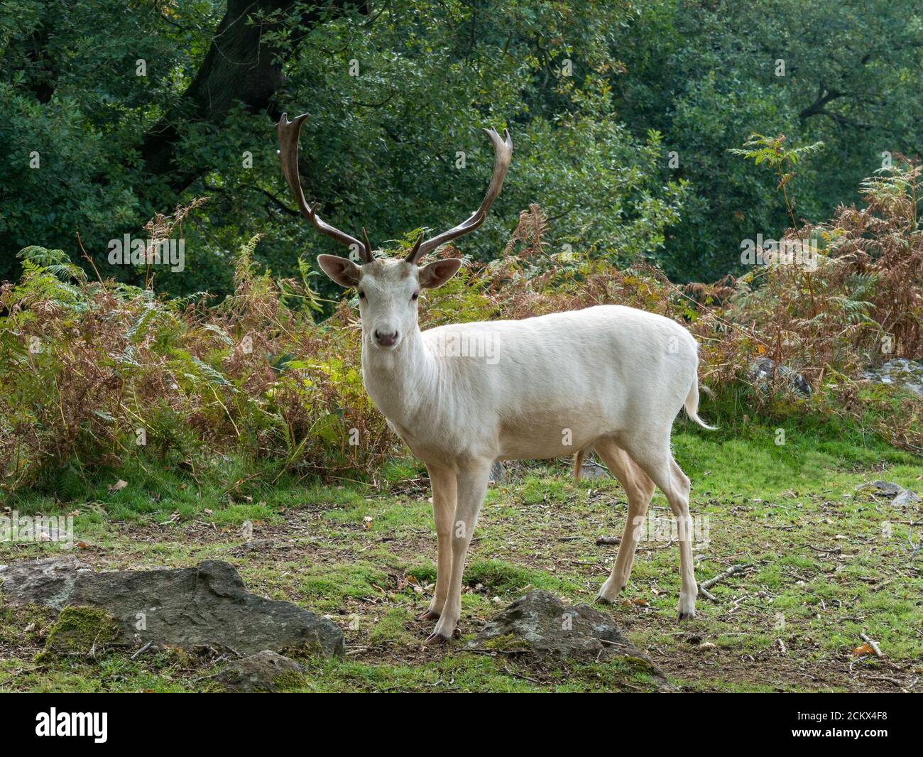 Uno stag di cervo bianco (Dama dama) per adulti. Nel mese di settembre nel Bradgate Park Leicestershire, Inghilterra, Regno Unito, si è fatto un pugnale di cervi bianchi Foto Stock