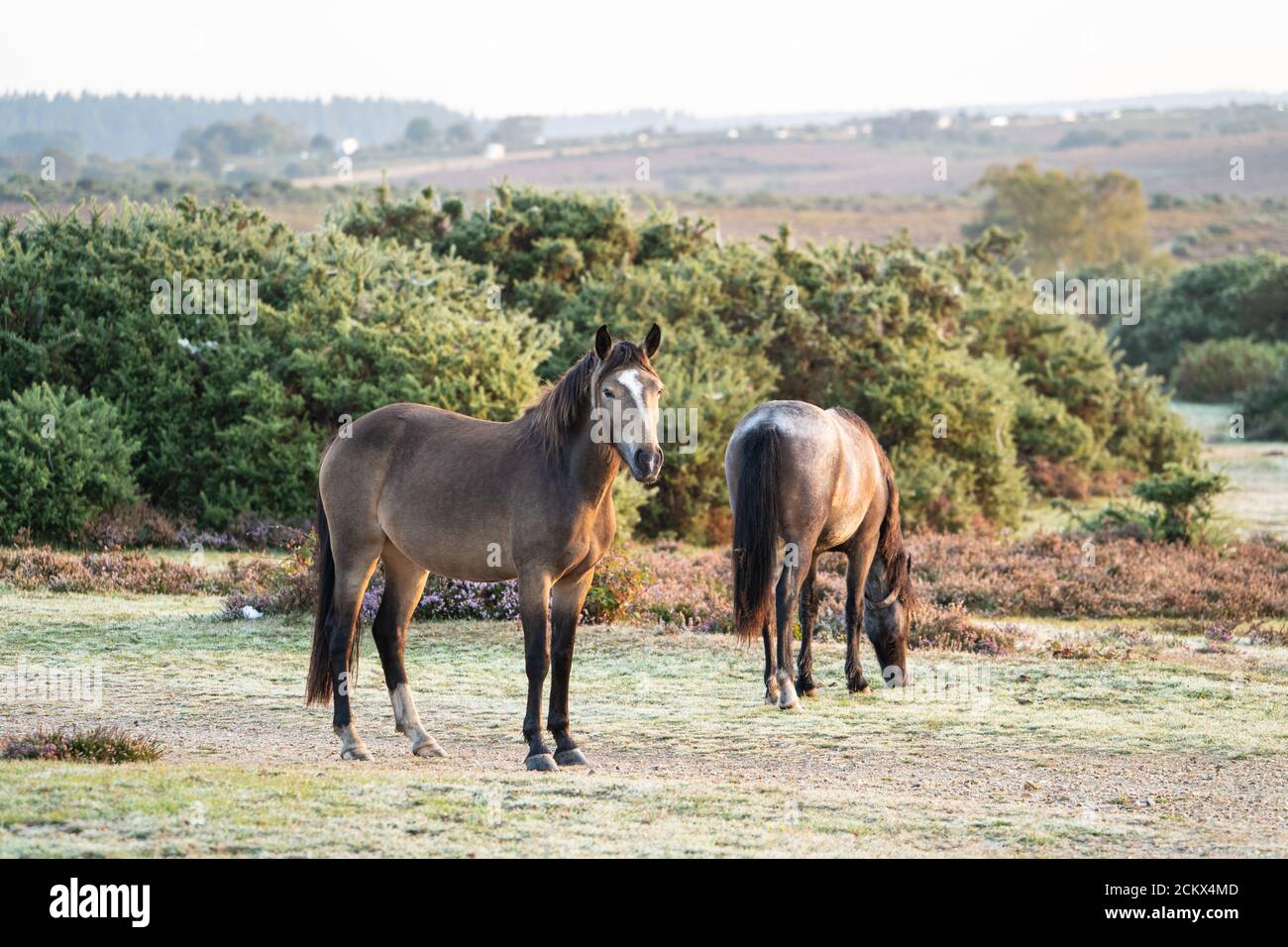 Wild New Forest ponies, un'antica razza di cavalli selvatici, New Forest, Dorset, UK Foto Stock