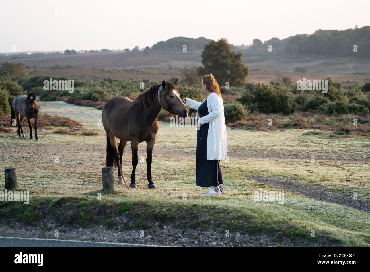 Una donna che stropica un pony selvatico della New Forest, una razza antica di cavallo selvatico, New Forest, Dorset, UK Foto Stock