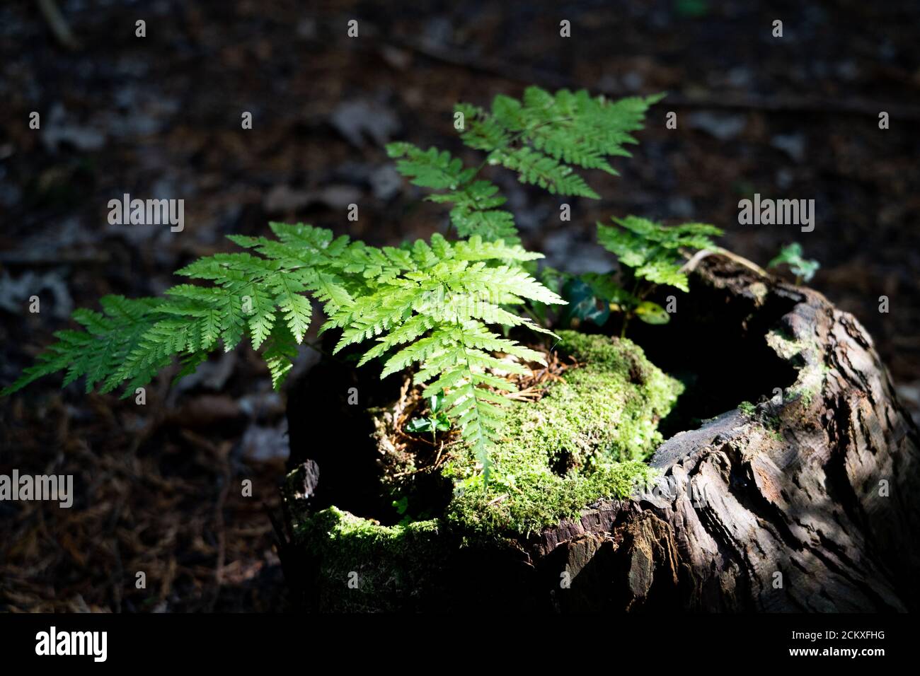 Un bracken o felce, illuminato dal sole in una foresta, Regno Unito Foto Stock