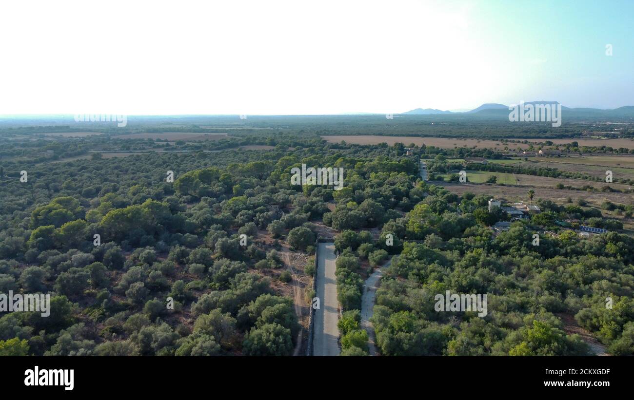 Vista aerea di una strada rurale circondata da foreste mediterranee al tramonto. Isola di Maiorca, Spagna Foto Stock