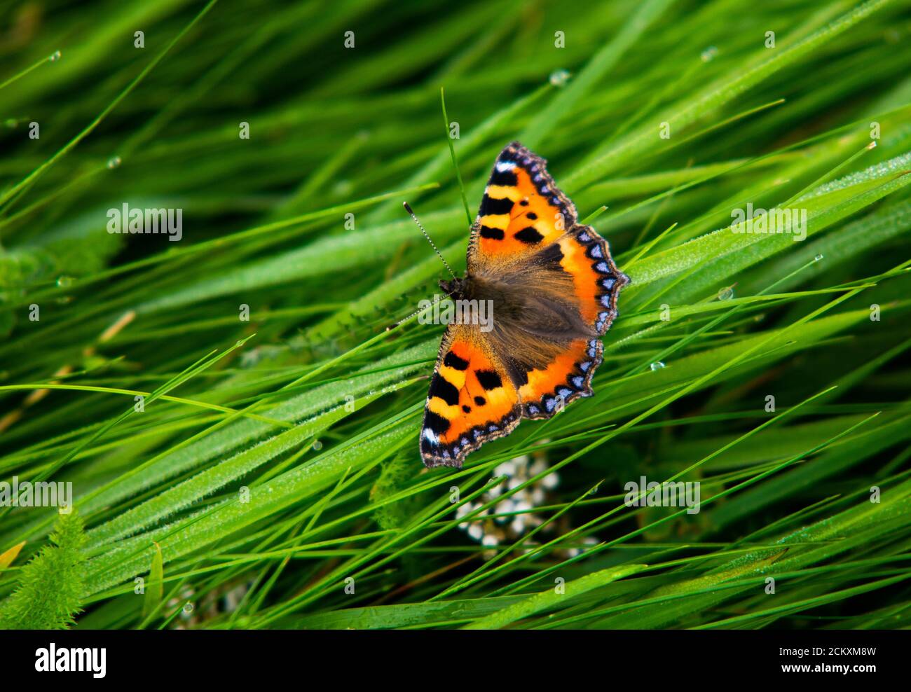 Sull'erba una piccola farfalla di tartaruga (Aglais orticae) Foto Stock