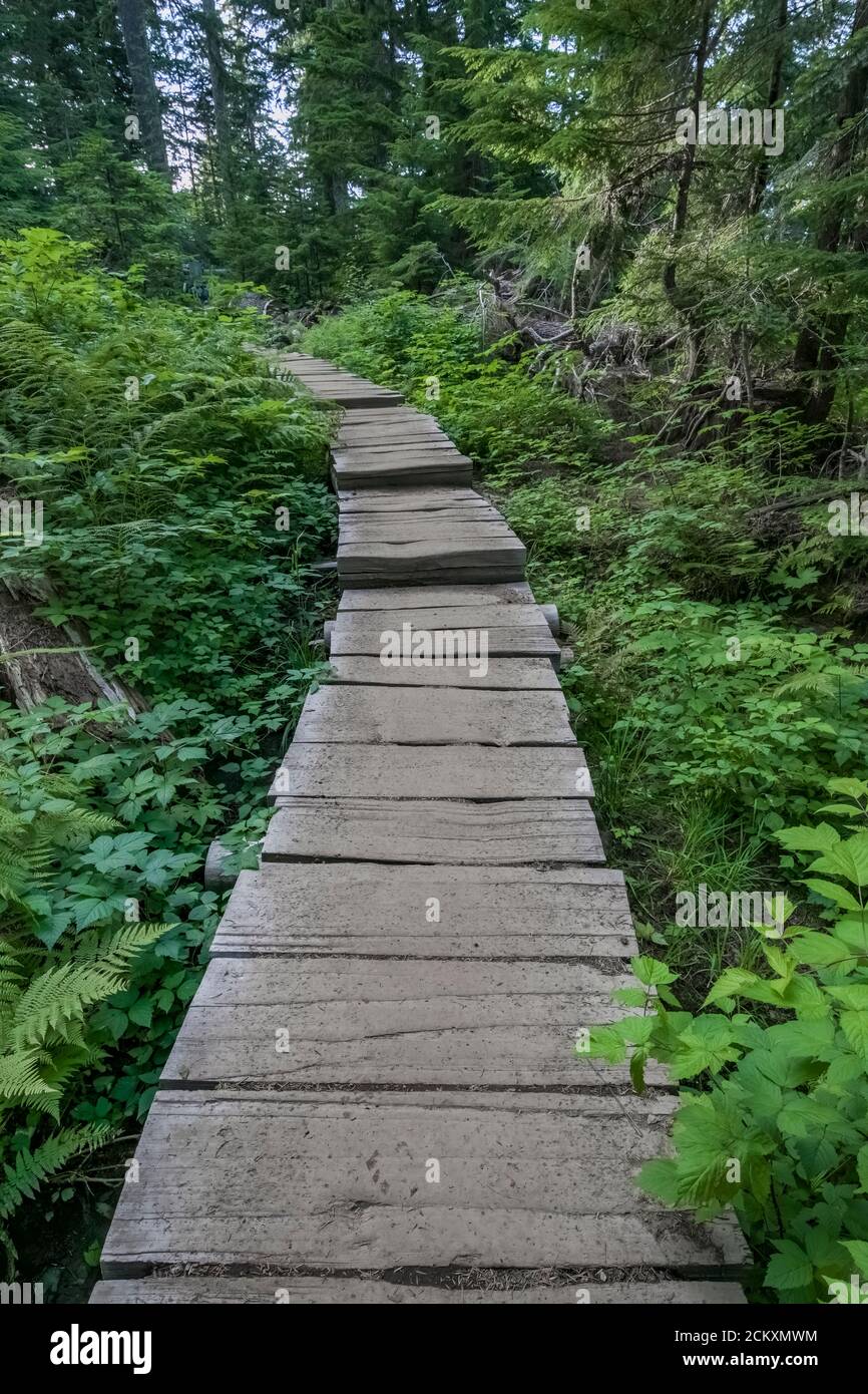 Passerella che attraversa un tratto precedentemente fangoso dell'Heliotrope Ridge Trail, Mount Baker-Snoqualmie National Forest, Washington state, USA Foto Stock