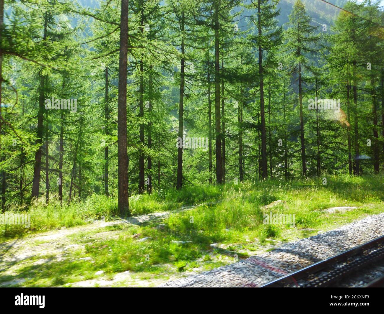 Pineta e erba accanto alla linea ferroviaria in Europa Foto Stock