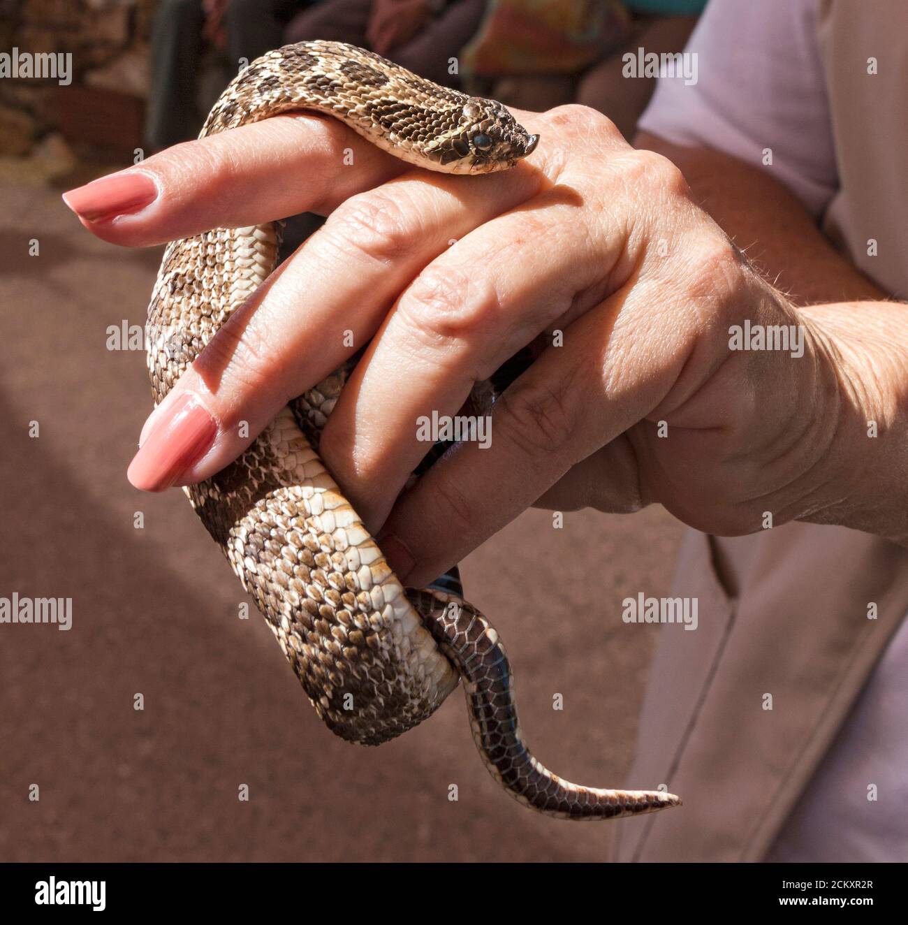 Il serpente di hognose occidentale è una specie di serpente non venoso endemico del Nord America. Il suo naso di serpente gli dà il suo nome. Altri nomi comuni per questa specie includono occidentale, Texas o serpente di hognose di prateria, serpente di colpo, bluffer, vipera di faux, serpente di spatola, serpente di spalmare della testa e il rooter del Texas. Foto Stock
