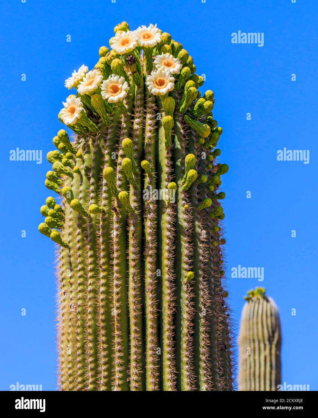 Fiori di Cactus fioriscono sul cactus di saguaro. Il saguaro  un cactus  tree-like che pu svilupparsi per essere oltre 70 piedi (21 m) alto.   originario del deserto di sonora in