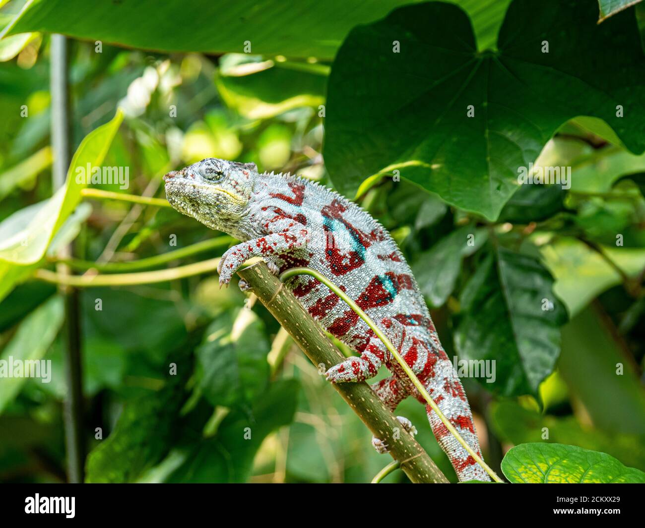 Chameleon appeso in un albero nella foresta pluviale di masoala Foto Stock