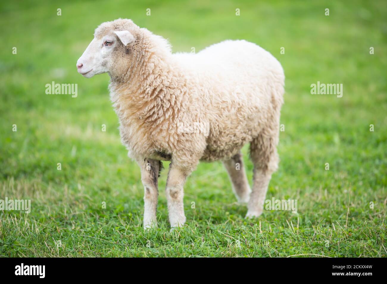 Pecore bianche pulite su un prato verde durante un pascolo Foto Stock