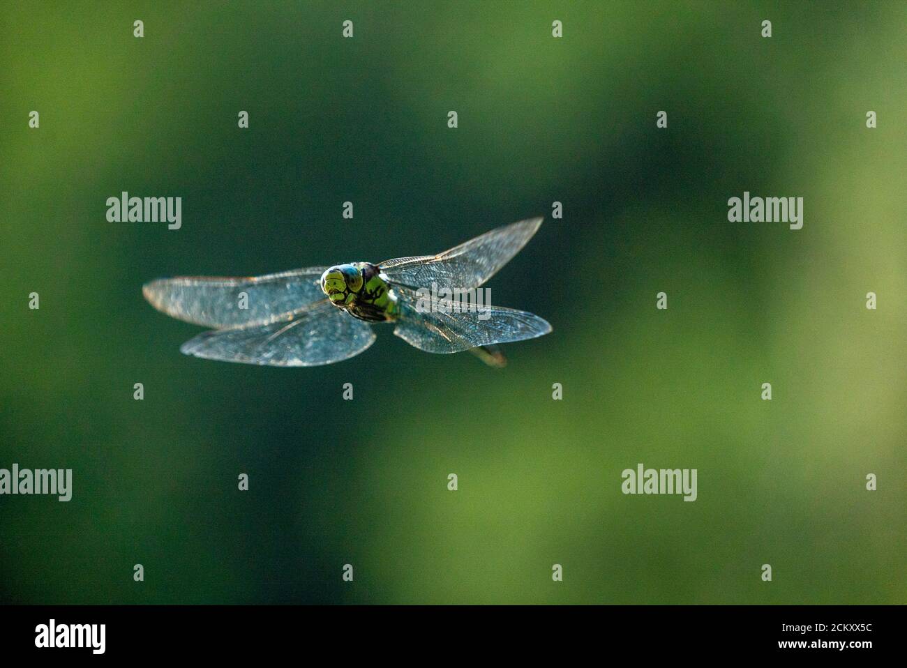 Southern hawker (Aeshna cyanea) in volo Foto Stock