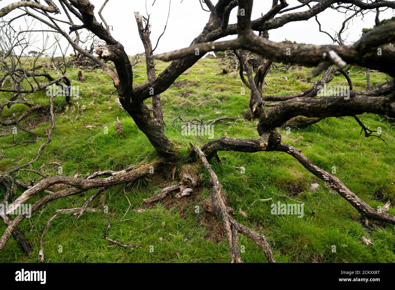 Alberi morti sulla collina della brughiera, Regno Unito Foto Stock