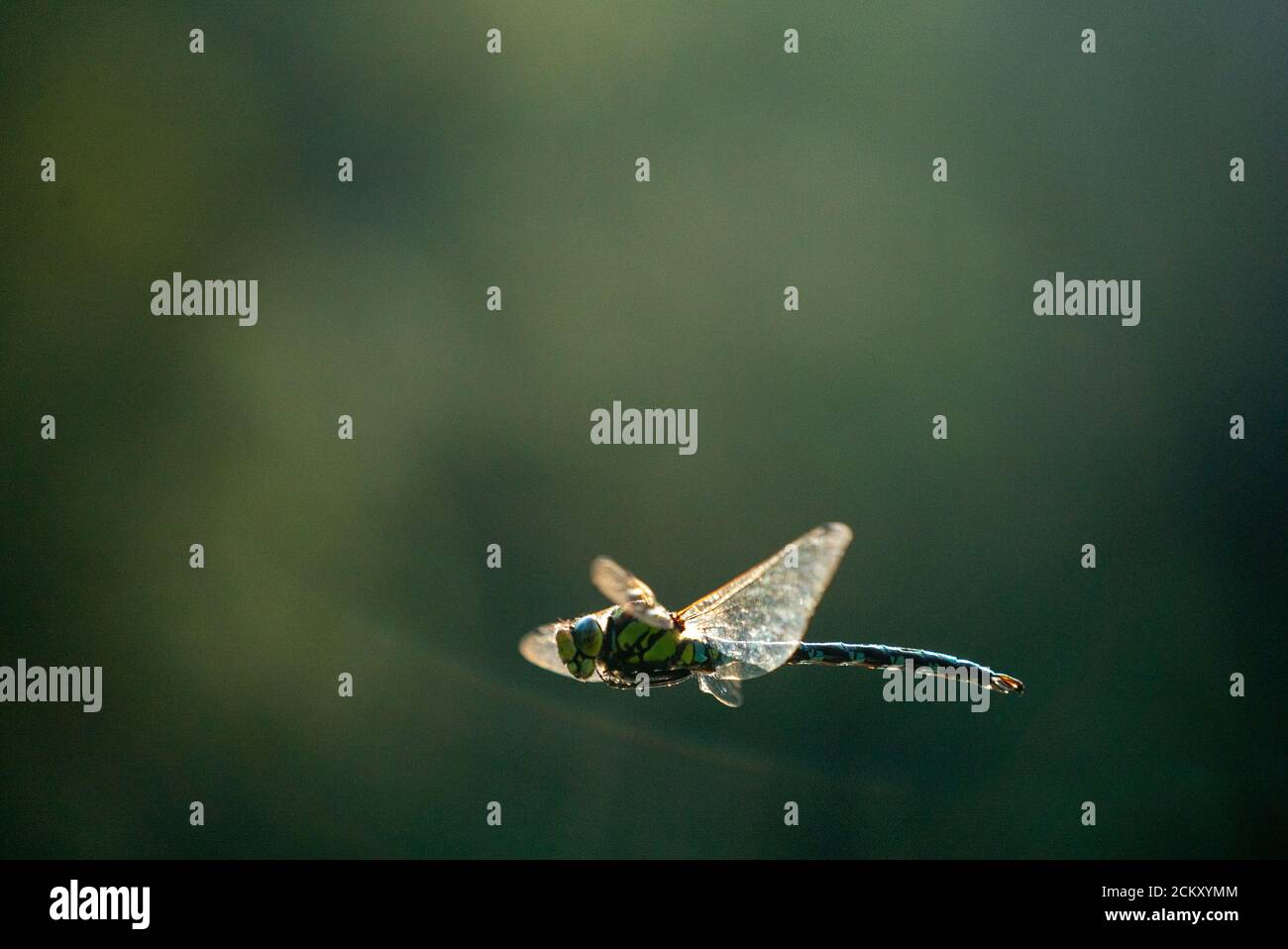 Southern hawker (Aeshna cyanea) in volo Foto Stock