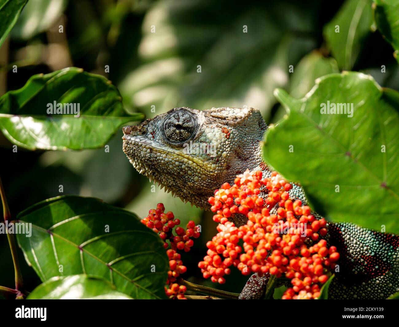 Chameleon appeso in un albero nella foresta pluviale di masoala Foto Stock