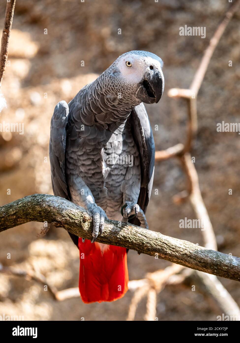 Primo piano African Grey Parrot Foto Stock