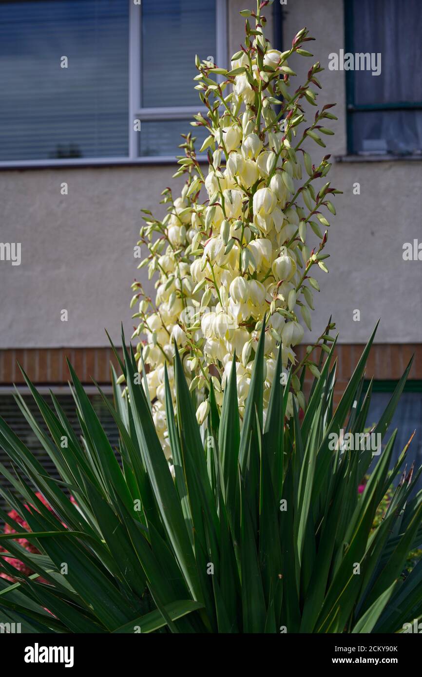 Yucca gloriosa in fiore Foto Stock