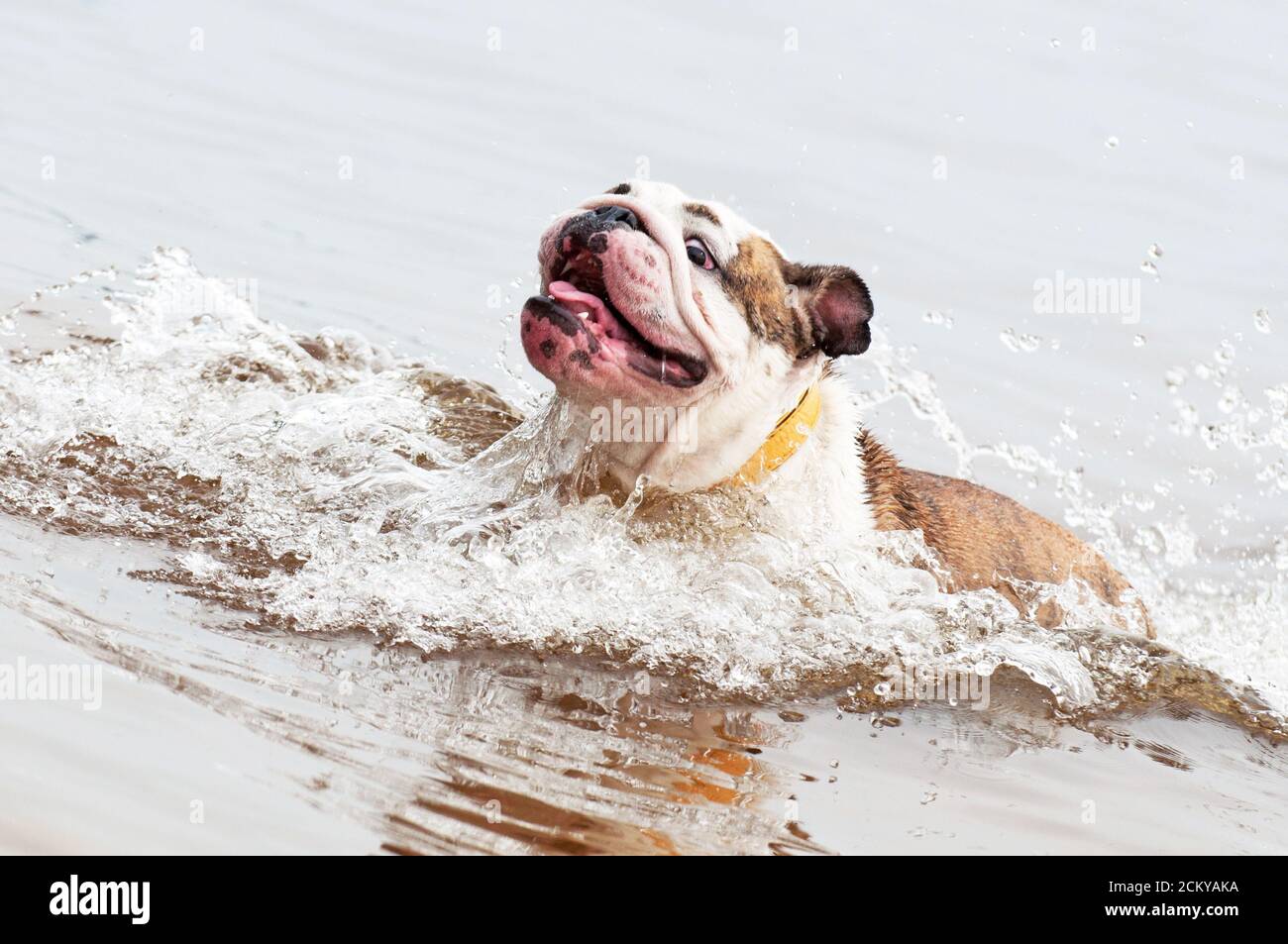 Il Bulldog inglese o il cane Bulldog britannico sta nuotando Foto Stock