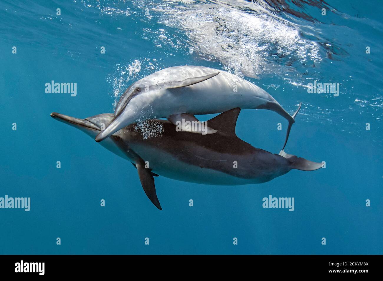 Delfini hawaiani, Stenella longirostris longirostris, socializzare, soffiando bolle, Kona Coast, Big Island, Hawaii, USA, Oceano Pacifico Foto Stock