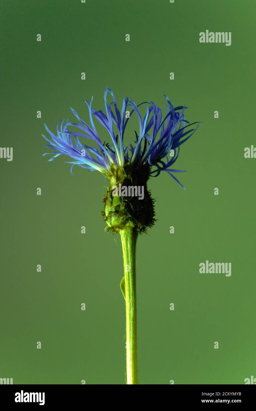 Fiore di mais di montagna o bottoni di bachelor, fiore con raggi violetti o petali segmentati su sfondo giallo, nome scientifico Centaurea montana Foto Stock