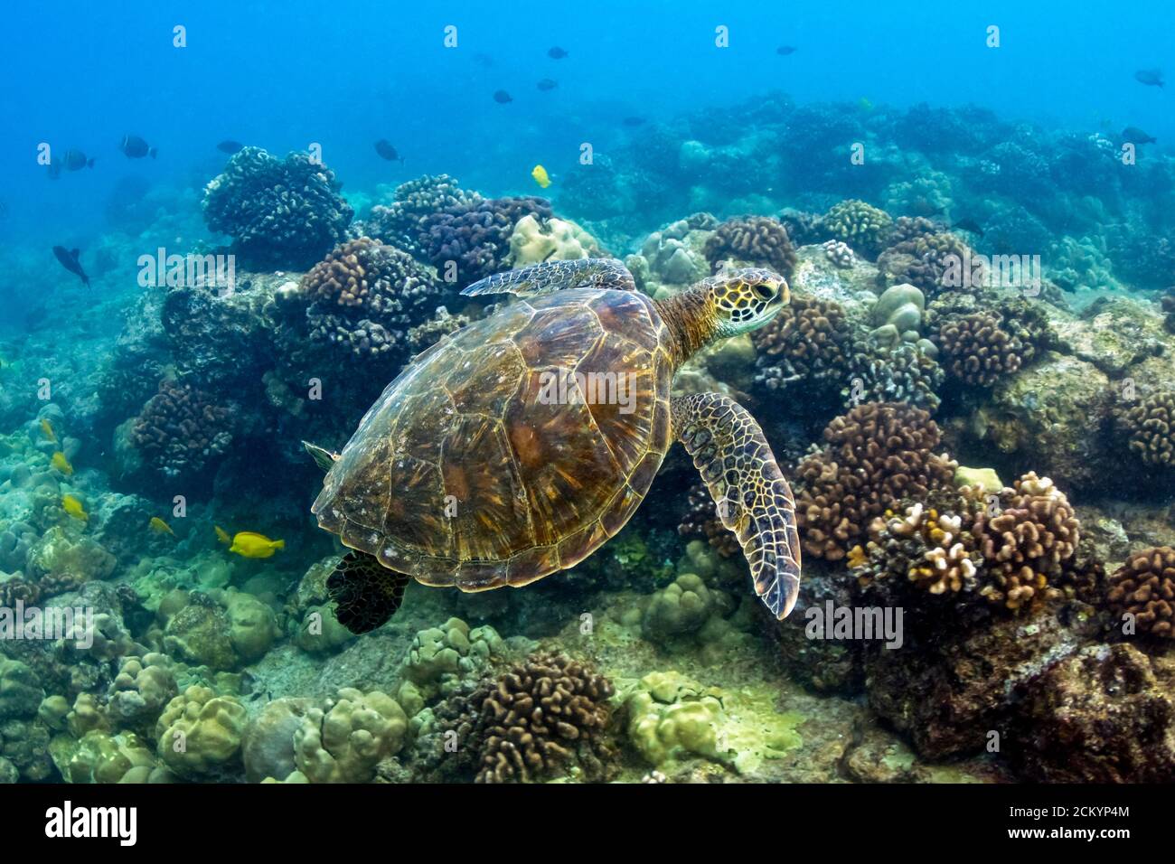 Tartaruga di mare verde, Chelonia mydas, nuoto sopra barriera corallina poco profonda, Costa di Kona, Big Island, Hawaii, USA, Oceano Pacifico Foto Stock