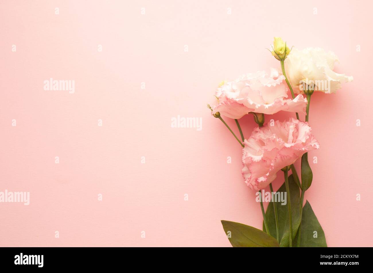 Bel fiore di eustoma rosa e bianco (lisianthus) in piena fioritura con foglie verdi. Bouquet di fiori su sfondo rosa. Spazio di copia Foto Stock