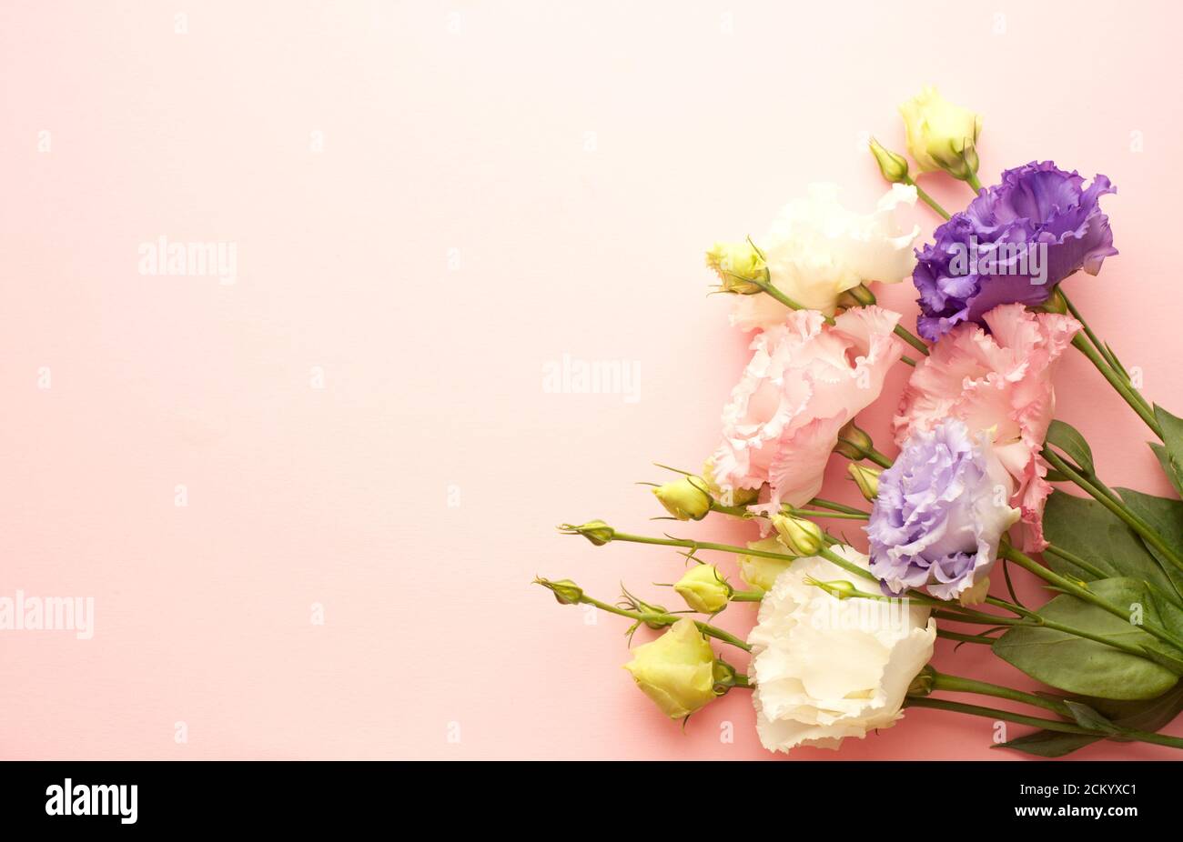 Bel fiore di eustoma rosa, viola e bianco (lisianthus) in piena fioritura con foglie verdi. Bouquet di fiori su sfondo rosa.Copia spazio Foto Stock