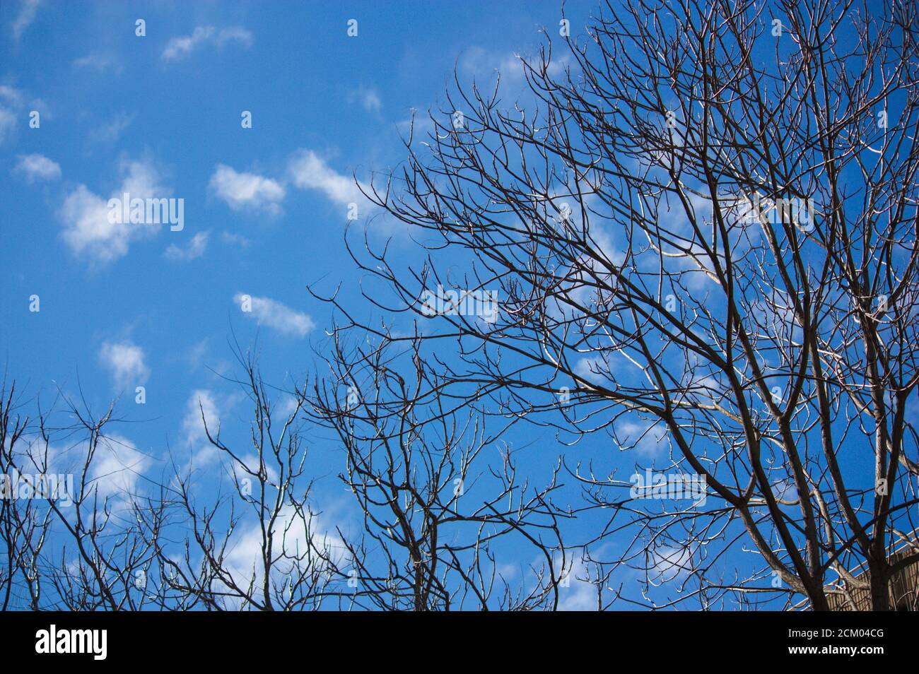 Immagine di alcuni alberi senza foglie sui loro rami dentro primavera iniziale con il cielo blu sullo sfondo Foto Stock