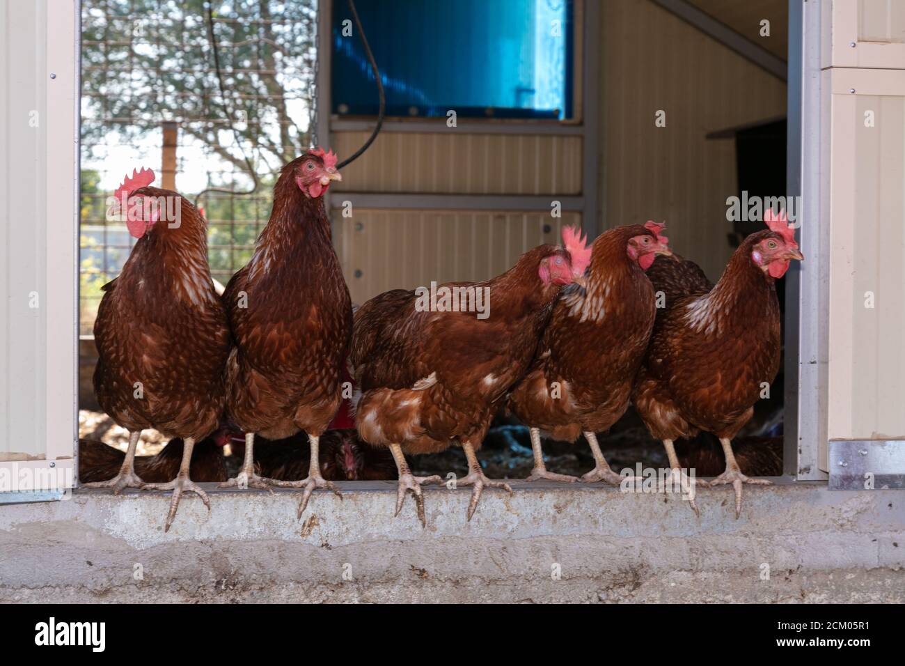 Diverse galline ovaiole che guardano fuori dal loro capanni Foto Stock