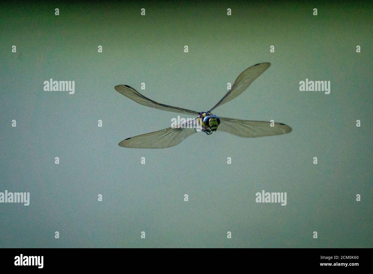 Southern hawker (Aeshna cyanea) in volo Foto Stock