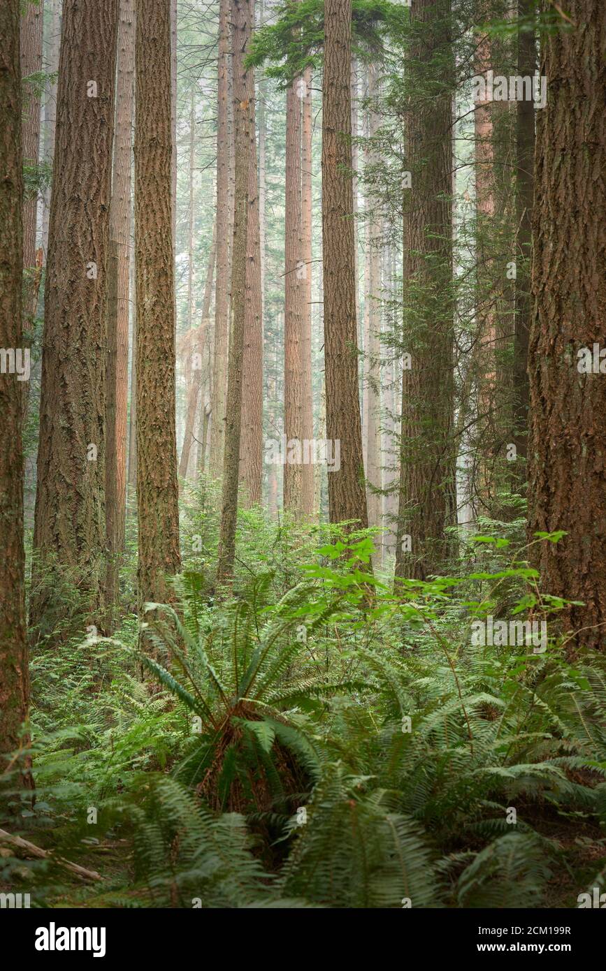 Alberi del nord-ovest del Pacifico e sottobosco. Alti alberi e un lussureggiante e temperato pavimento della foresta pluviale del Pacifico Nord-Ovest. Foto Stock