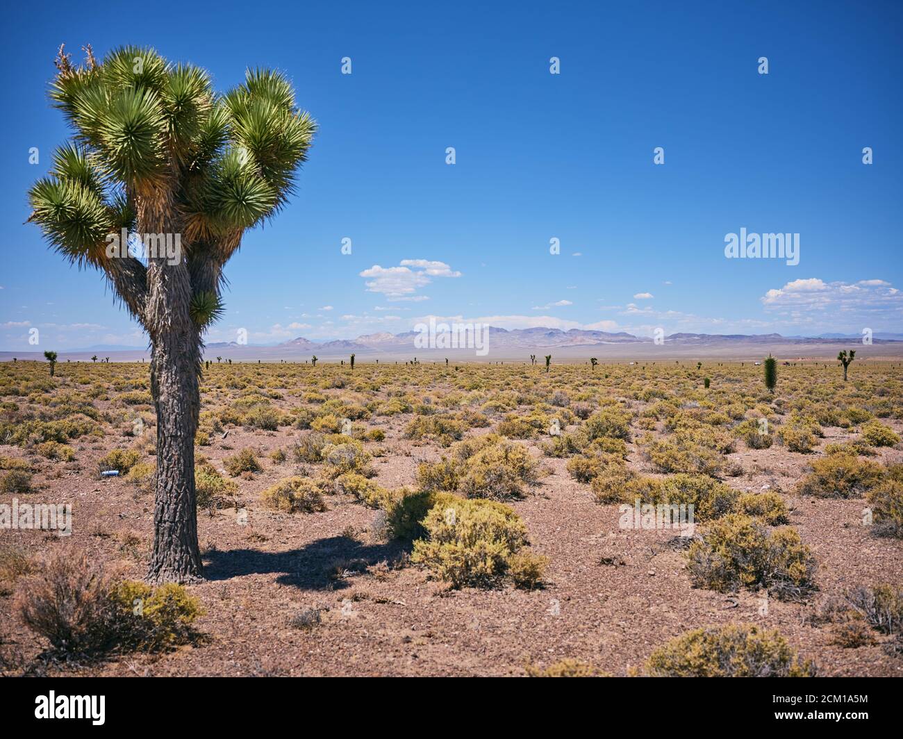 Gli alberi di Joshua sparsi in un arido paesaggio desertico. Foto Stock