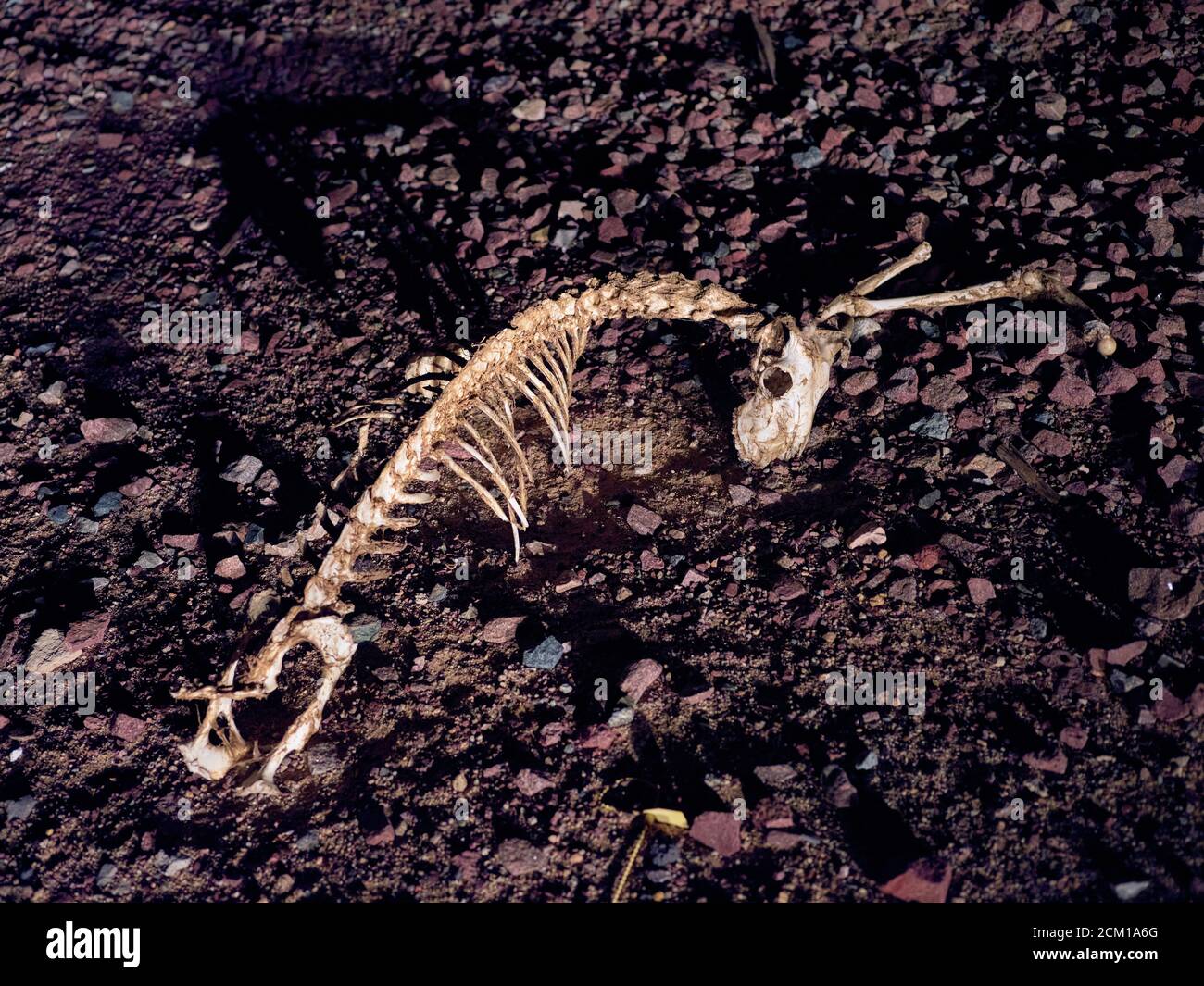Carcassa animale spogliata alle ossa scartate a terra. Foto Stock