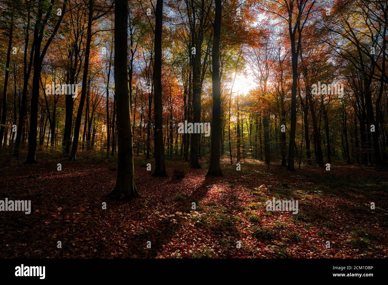Alba autunnale, punto di vista basso, retroilluminato Foto Stock