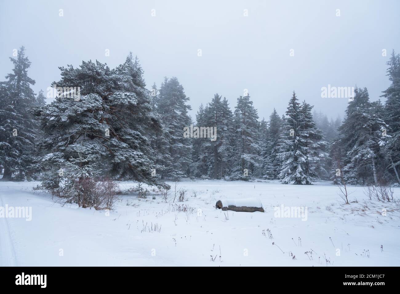 Bella nevicata nel sognante e nebbioso inverno paesaggio forestale. Foto Stock